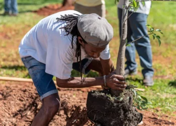 O baobá foi plantado na universidade em 2019. Foto: Alex Mattos/Unicamp