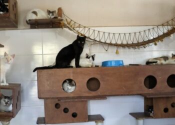 Os gatos são capturados, esterilizados e devolvidos ao local de origem Foto: Divulgação