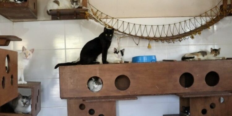 Os gatos são capturados, esterilizados e devolvidos ao local de origem Foto: Divulgação