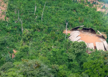 Pesquisa é do Instituto do Homem e Meio Ambiente da Amazônia - Foto: Leo Otero/MPI
