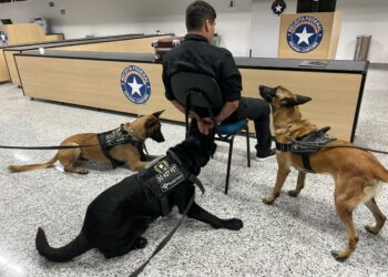 Cães da Polícia Federal cercam detido Foto: Divulgação/PF