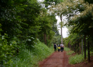 Mata Santa Genebra abre inscrição para visita de escolas e entidades