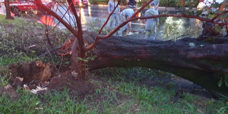 No Jardim do Trevo, uma árvore caiu em cima de um carro e deixou um ocupante levemente ferido Fotos: Divulgação/Defesa Civil