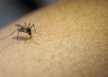 É mito que o mosquito Aedes aegypti pica somente durante o dia. Foto: Divulgação