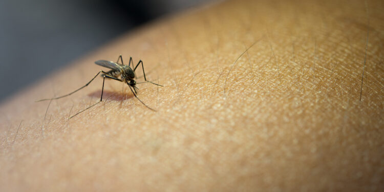 É mito que o mosquito Aedes aegypti pica somente durante o dia. Foto: Divulgação
