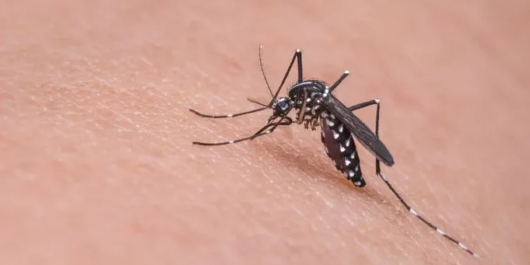 Calor favorece a reprodução do mosquito Foto: Reprodução