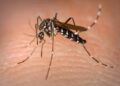 Mobilização é para reforçar ações de prevenção e eliminação dos focos de larvas do mosquito. Foto: Divulgação