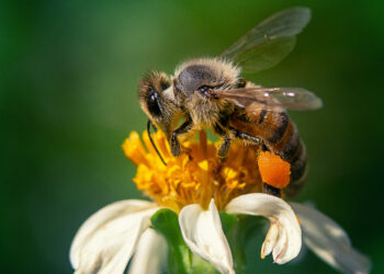 Projeto visa sensibilizar educadores sobre ações para a conservação de polinizadores e proteção de espécies de abelhas nativas sem ferrão - Foto: Divulgação