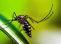 O Aedes é o vetor da dengue: hstoricamente, 80% dos casos costumam ser registrados no período de março a maio, antes da temperatura diminuir em junho - Foto: Divulgação