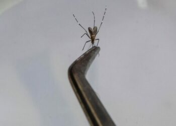 Combate ao Aedes aegypti é intensificado em Santo Antônio de Posse - Foto: Arquivo/Hora Campinas