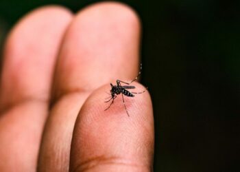 Dengue é causada pelo mosquito Aedes aegypti: país vive epidemia de casos da doença - Foto: Divulgação Governo SP