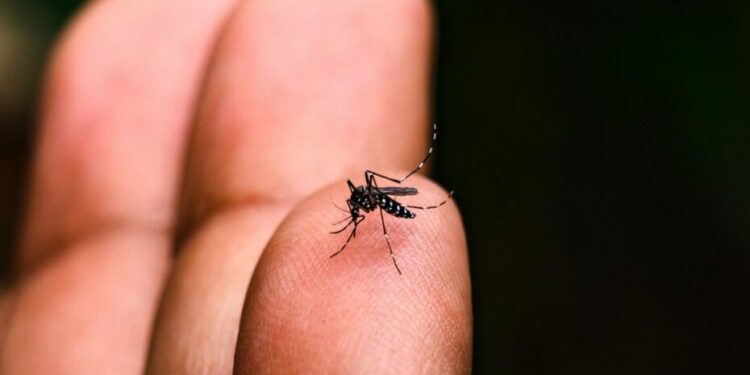 Dengue é causada pelo mosquito Aedes aegypti: país vive epidemia de casos da doença - Foto: Divulgação Governo SP