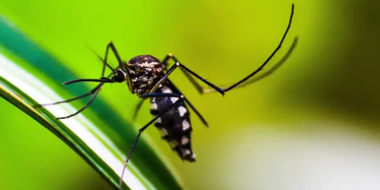 Minas Gerais lidera em número absoluto de casos prováveis (464.223) de dengue entre os estados. Foto: Arquivo