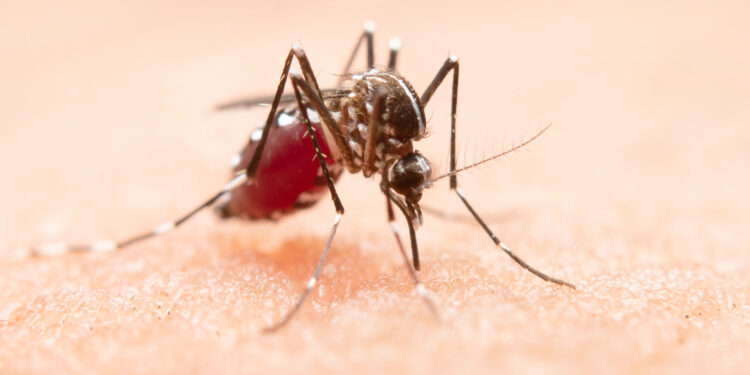 Arboviroses: Aedes aegypti é o principal vetor para a dengue - Foto: Freepik/Divulgação