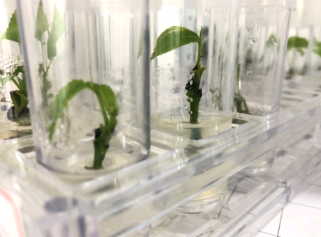 Startup de biotecnologia desenvolve produção in vitro de espécies nativas da Mata Atlântica
