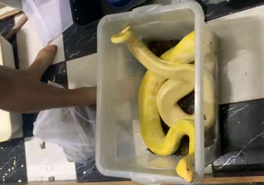 No endereço residencial do investigado foram encontrados em cativeiro 60 cobras, dentre outros animais - Fotos: Divulgação PF
