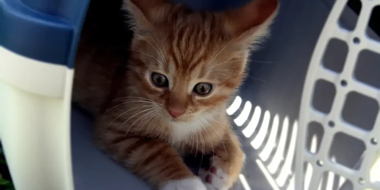 Médicos veterinários pedem regulamentação para o transporte de animais