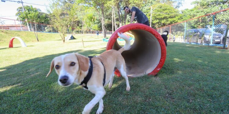 Pet se diverte num dos Parcões inaugurados em Campinas neste domingo: convivência harmoniosa - Foto: Divulgação