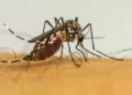 O aedes aegypti é o mosquito transmissor da dengue: epidemia atinge a região – Foto: Divulgação