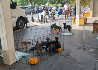 Hortolândia promove no sábado terceira edição da ‘Feirinha Pet’
