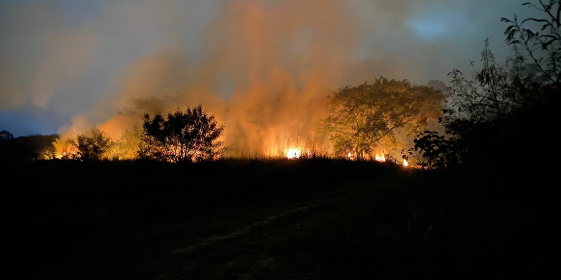 Fogo destrói área de preservação do Instituto Biológico. Foto: Divulgação