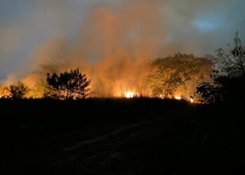 Fogo destrói área de preservação do Instituto Biológico. Foto: Divulgação