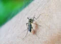 RMC já tem 24 mortes relacionadas à dengue no ano - Foto: Divulgação