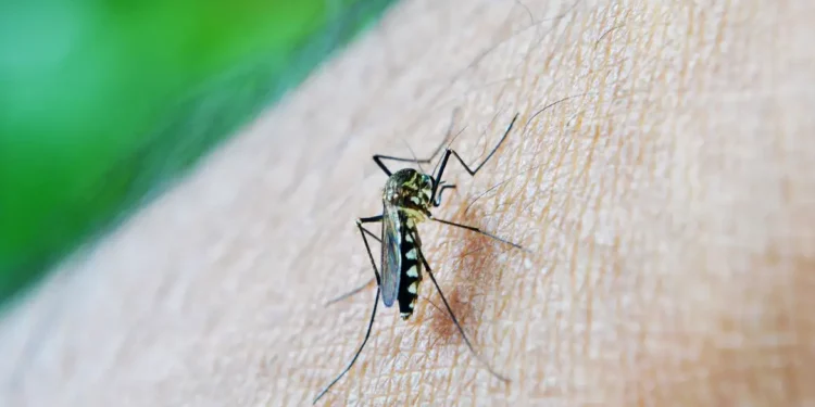 RMC já tem 24 mortes relacionadas à dengue no ano - Foto: Divulgação