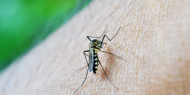 Dengue mata menino de 11 anos em Artur Nogueira