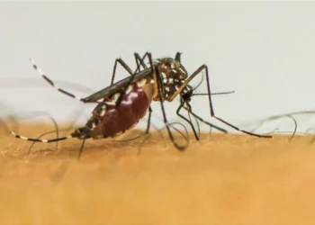 Neste ano, Campinas já soma 35 mortes causadas pela dengue: cidade vive epidemia da doença - Foto: Arquivo