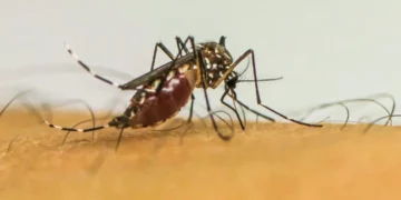 Neste ano, Campinas soma 14 mortes por dengue. Foto: Arquivo