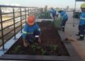 Equipes do Viveiro Municipal começaram a fazer o plantio destas mudas nesta semana - Foto: Divulgação
