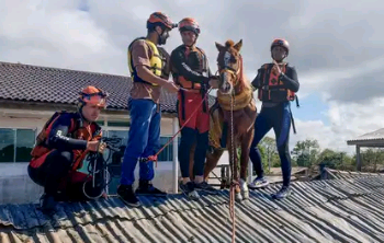 Canoas (RS): égua Caramelo, que ficou dias ilhada sobre um telhado, é resgatada pelo Corpo de Bombeiros. Foto: Corpo Bombeiros RS