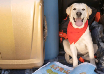 Artigo: Legislação de Transporte de pets pelas companhias aéreas – por Laura Falsarella