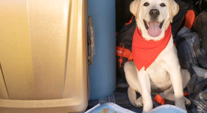 Artigo: Legislação de Transporte de pets pelas companhias aéreas – por Laura Falsarella