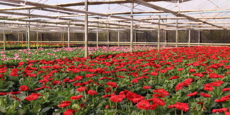 Floricultura brasileira espera aumento de 8% no comercio de flores para o Dia das Mães - Foto: Divulgação