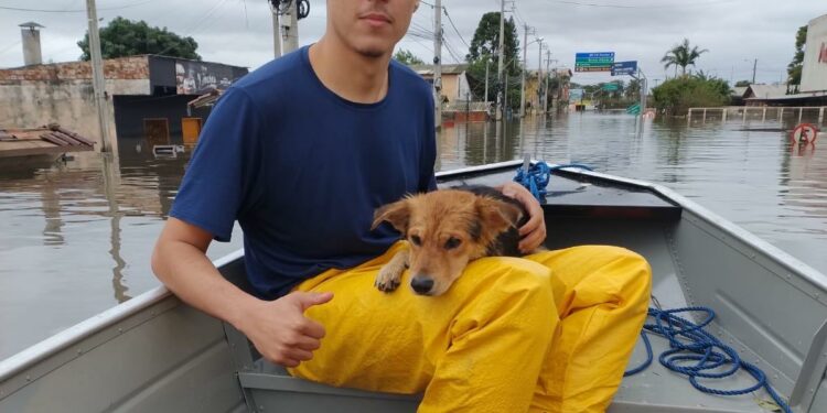 Equipe de Campinas resgata pets no 1º dia de missão em Canoas (RS)