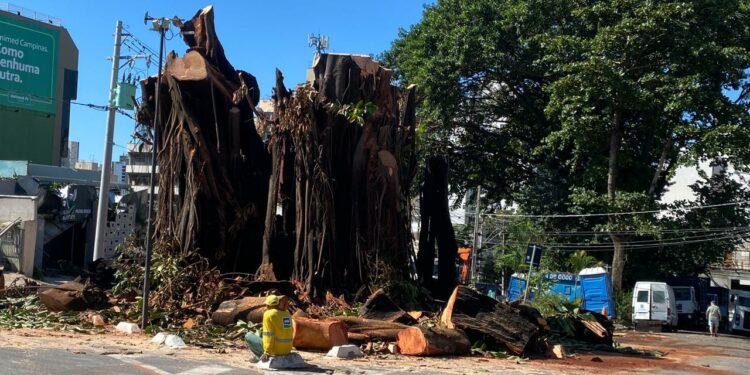 Dois dias após incêndio, falsa-seringueira é extraída da Praça Mauá; veja imagens