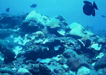 Expedição reforça necessidade de proteger bancos de corais equatoriais