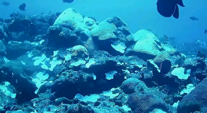 Expedição reforça necessidade de proteger bancos de corais equatoriais