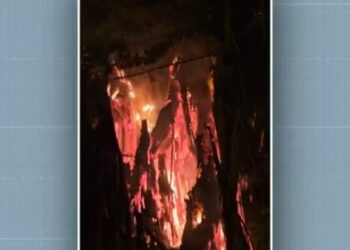 Árvore pega fogo, cai e atinge imóveis e rede elétrica no Guanabara