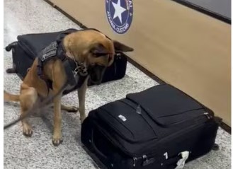 Cão fareja a mala com drogas - Foto: Receita Federal/Divulgação