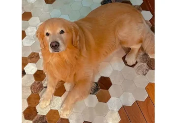 Câmara aprova projeto que permite transporte de pets na cabine das aeronaves