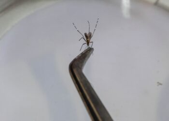 Após atingir pico, Campinas projeta redução dos casos de dengue