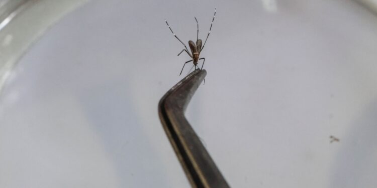 Após atingir pico, Campinas projeta redução dos casos de dengue