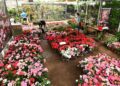 Ceasa projeta a passagem de mais de 20 mil pessoas pelo mercado de flores na semana que antecede o Dia das Mães - Foto: Carlos Bassan/PMC