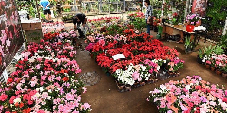 Ceasa projeta a passagem de mais de 20 mil pessoas pelo mercado de flores na semana que antecede o Dia das Mães - Foto: Carlos Bassan/PMC
