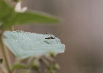 Sumaré e Nova Odessa indenizarão pai de menor morta por dengue após negligência em atendimentos