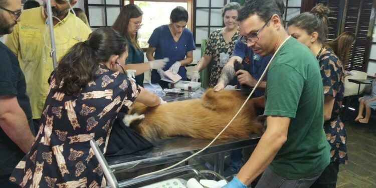 Parceria entre Zoológico de Americana e FAM promove saúde animal