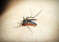 Minas Gerais ainda responde pelo maior número de casos prováveis de dengue. Foto: Arquivo